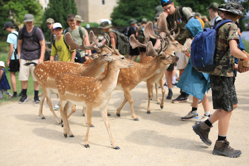 Krmení daňků z ruky v oboře Zámku Blatná