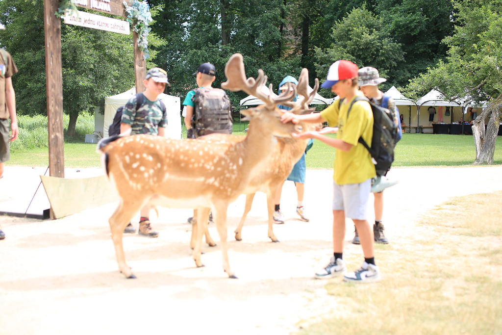 Krmení daňků z ruky v oboře Zámku Blatná
