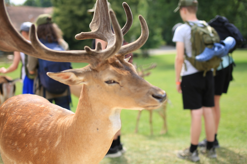 Krmení daňků z ruky v oboře Zámku Blatná