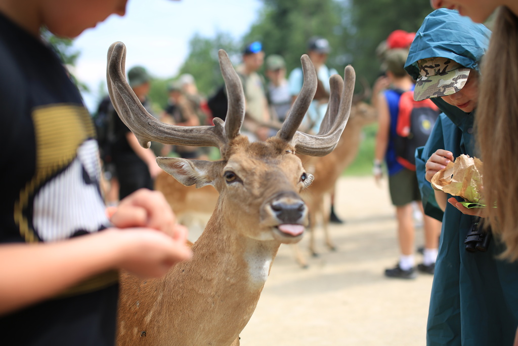 Krmení daňků z ruky v oboře Zámku Blatná