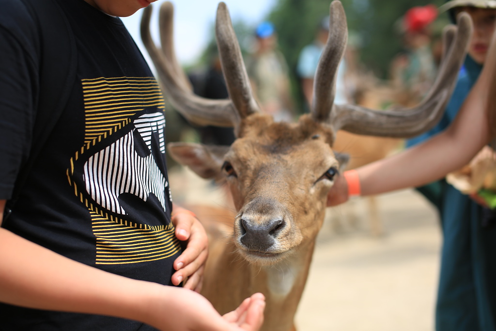 Krmení daňků z ruky v oboře Zámku Blatná