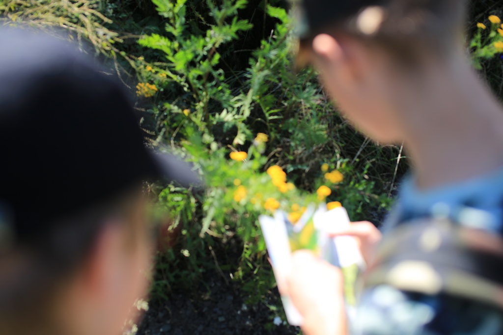 Téma dne: léčivé bylinky a rostliny z okolí