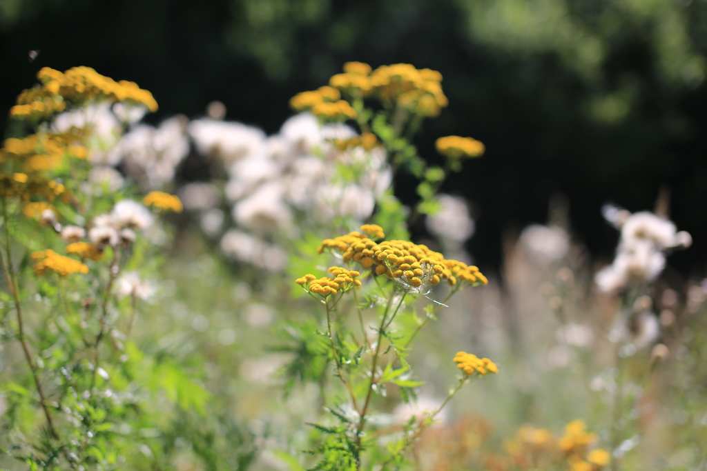 Téma dne: léčivé bylinky a rostliny z okolí