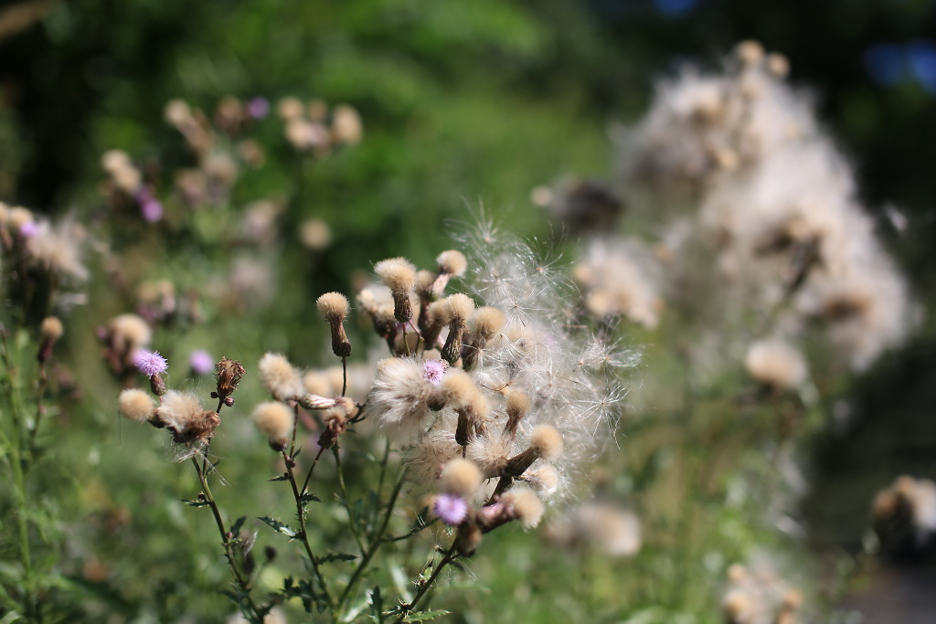 Téma dne: léčivé bylinky a rostliny z okolí
