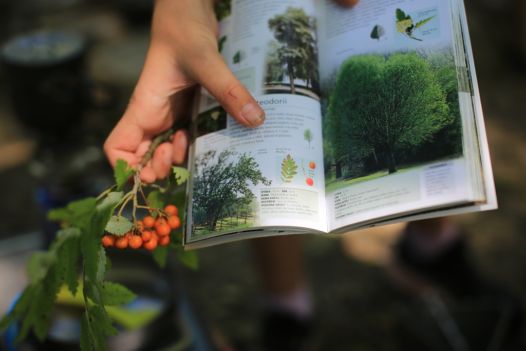 Téma dne: léčivé bylinky a rostliny z okolí